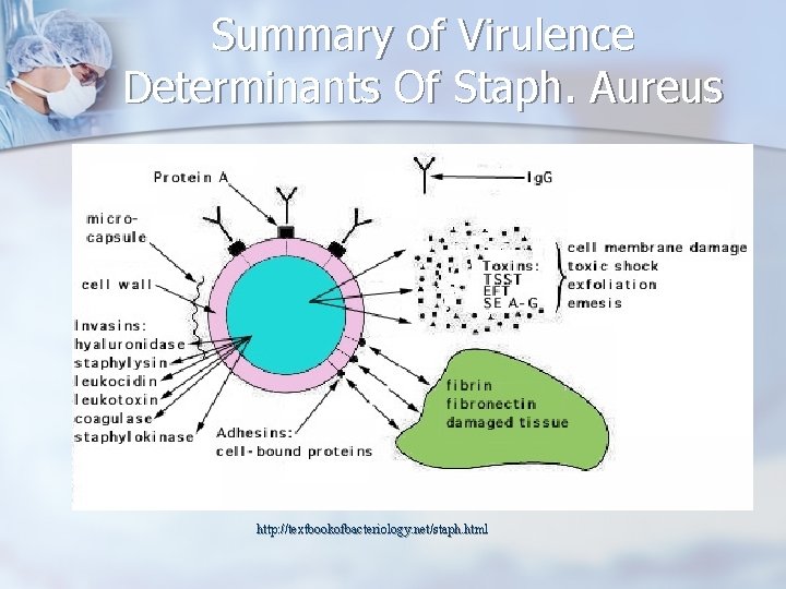Summary of Virulence Determinants Of Staph. Aureus n http: //textbookofbacteriology. net/stap h. html http: