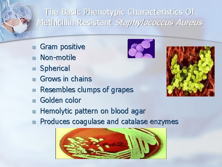 The Basic Phenotypic Characteristics Of Methicillin Resistant Staphylococcus Aureus n n n n Gram