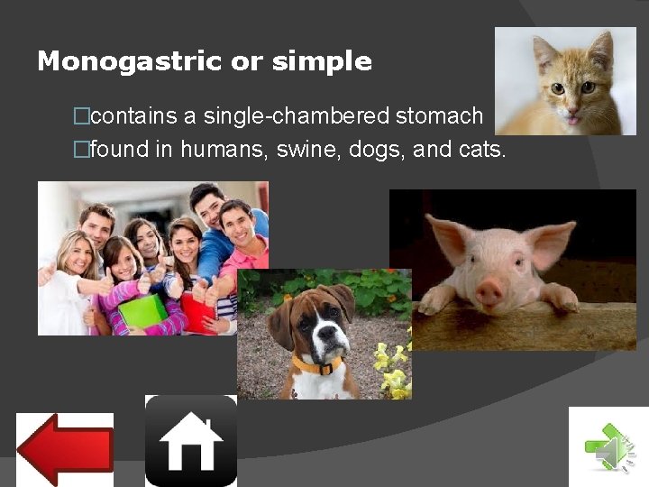 Monogastric or simple �contains a single-chambered stomach �found in humans, swine, dogs, and cats.