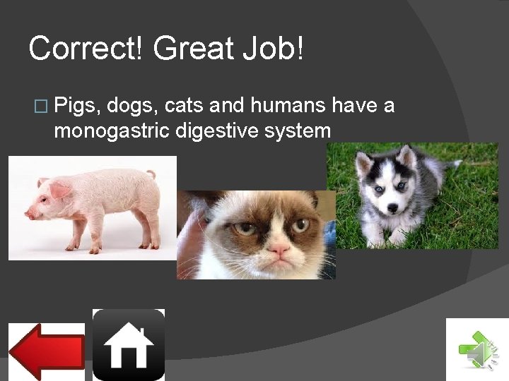 Correct! Great Job! � Pigs, dogs, cats and humans have a monogastric digestive system