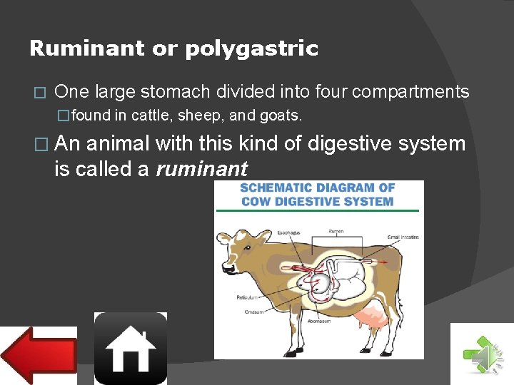 Ruminant or polygastric � One large stomach divided into four compartments � found in