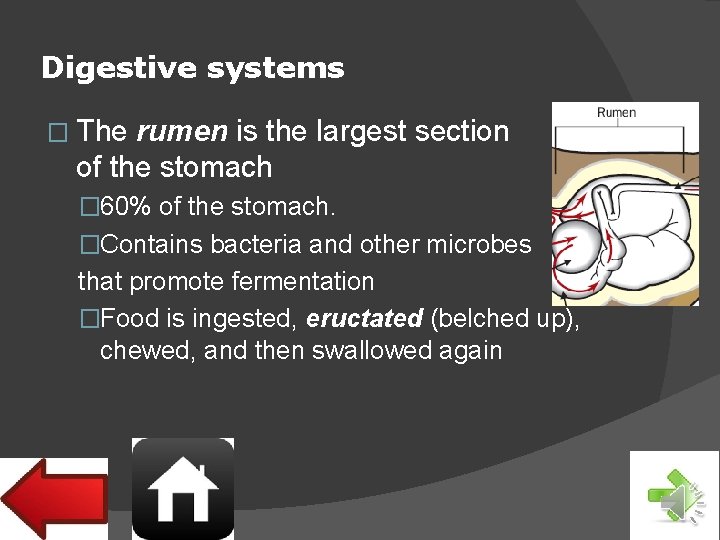 Digestive systems � The rumen is the largest section of the stomach � 60%