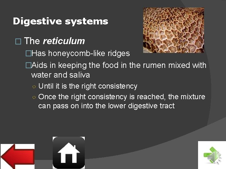 Digestive systems � The reticulum �Has honeycomb-like ridges �Aids in keeping the food in