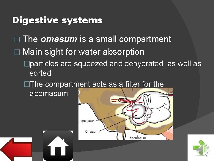 Digestive systems � The omasum is a small compartment � Main sight for water
