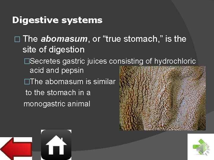 Digestive systems � The abomasum, or “true stomach, ” is the site of digestion