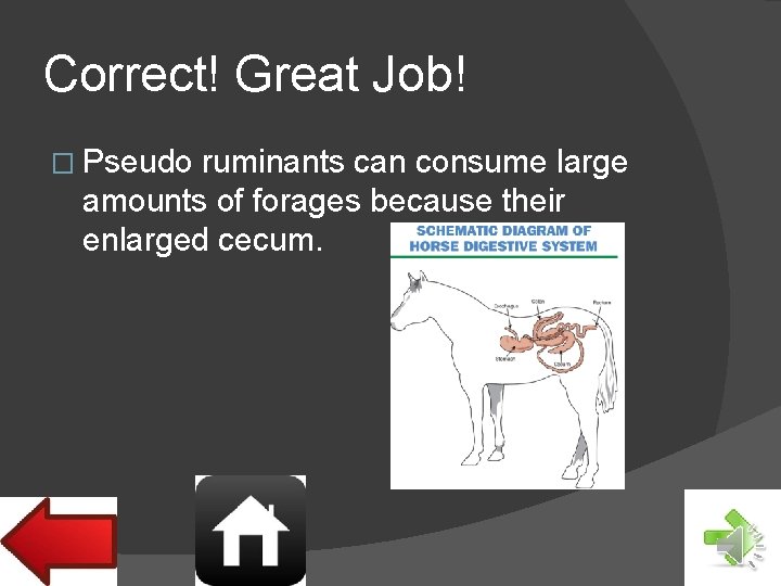 Correct! Great Job! � Pseudo ruminants can consume large amounts of forages because their