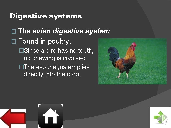 Digestive systems � The avian digestive system � Found in poultry. �Since a bird