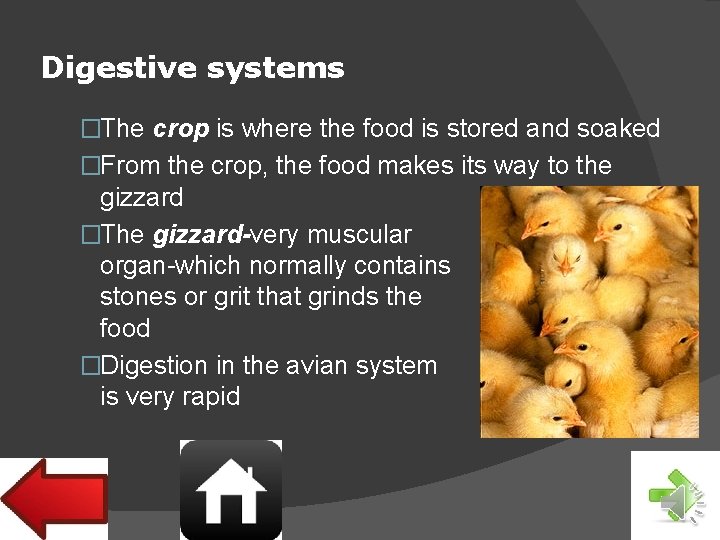 Digestive systems �The crop is where the food is stored and soaked �From the