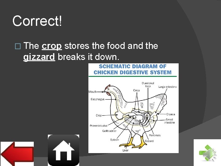 Correct! � The crop stores the food and the gizzard breaks it down. 