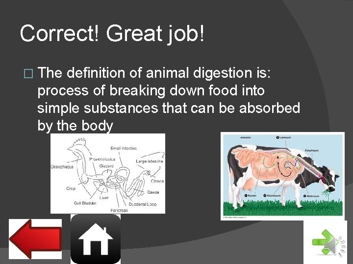 Correct! Great job! � The definition of animal digestion is: process of breaking down