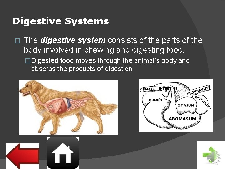 Digestive Systems � The digestive system consists of the parts of the body involved