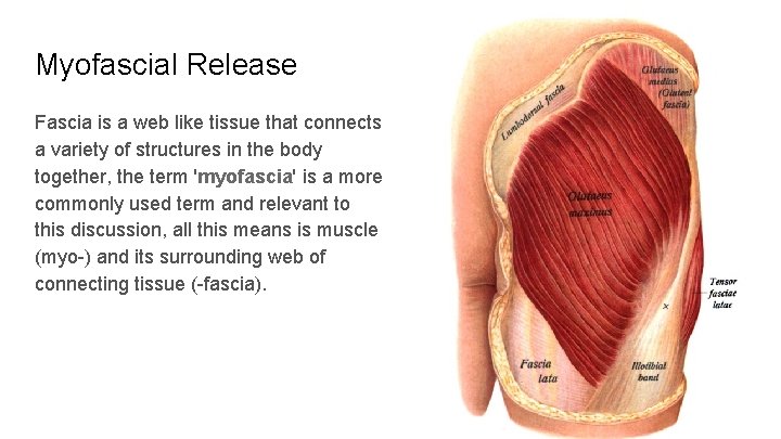Myofascial Release Fascia is a web like tissue that connects a variety of structures