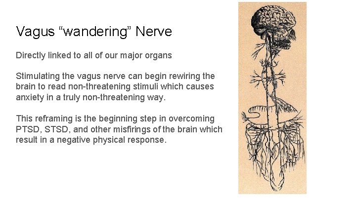 Vagus “wandering” Nerve Directly linked to all of our major organs Stimulating the vagus