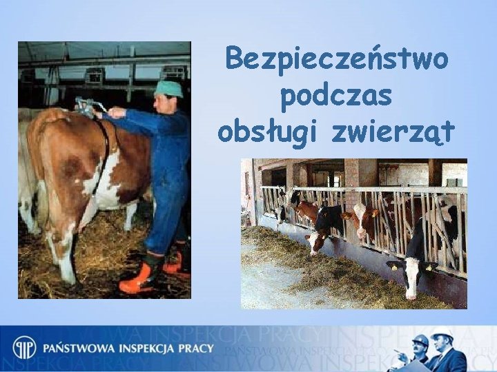 Bezpieczeństwo podczas obsługi zwierząt 