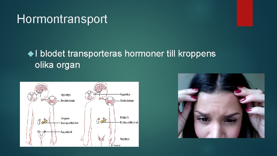 Hormontransport I blodet transporteras hormoner till kroppens olika organ 