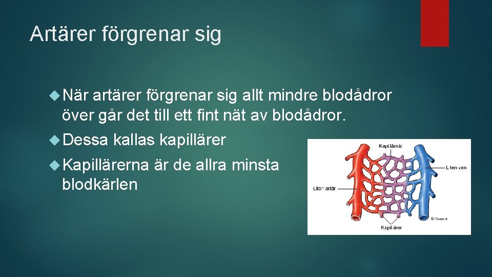 Artärer förgrenar sig När artärer förgrenar sig allt mindre blodådror över går det till