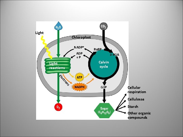 Light Chloroplast NADP +P Ru. BP 3 -PGA Calvin cycle Light reactions Ele s