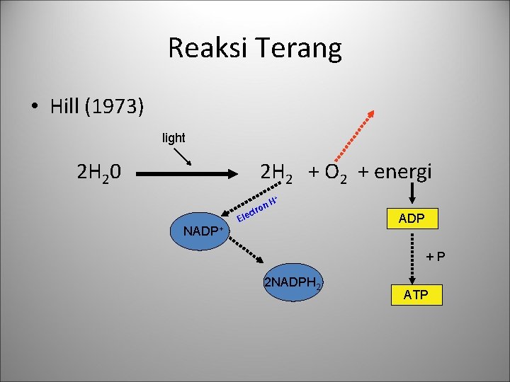 Reaksi Terang • Hill (1973) light 2 H 20 2 H 2 + O