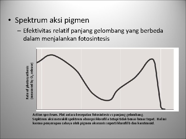  • Spektrum aksi pigmen Rate of photosynthesis (measured by O 2 release) –