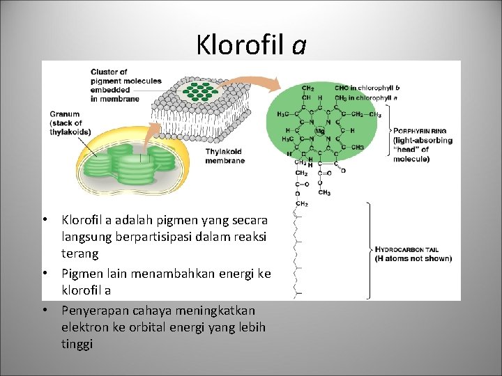 Klorofil a • Klorofil a adalah pigmen yang secara langsung berpartisipasi dalam reaksi terang