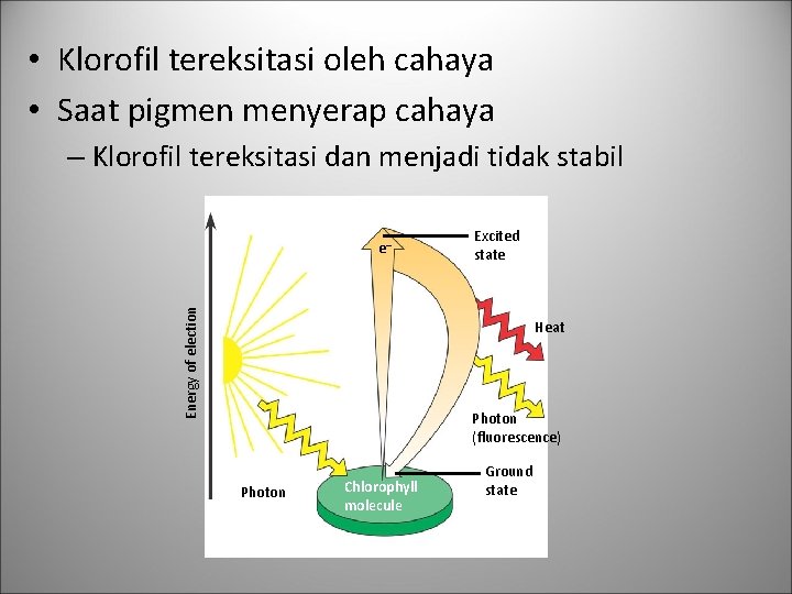  • Klorofil tereksitasi oleh cahaya • Saat pigmen menyerap cahaya – Klorofil tereksitasi