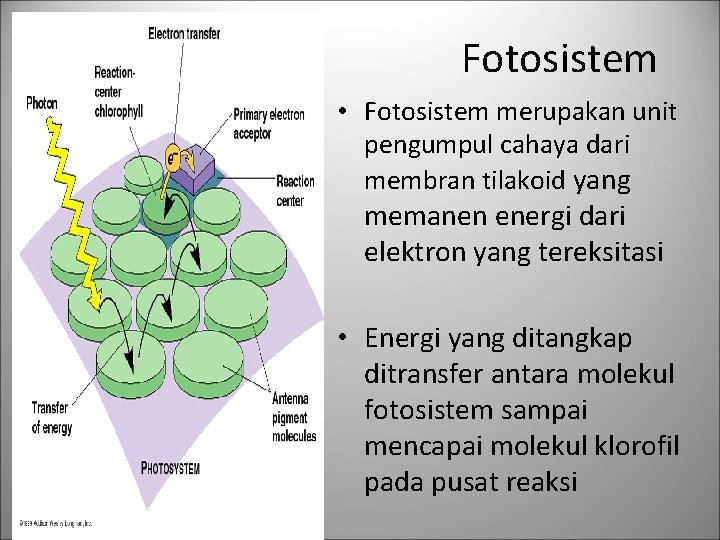 Fotosistem • Fotosistem merupakan unit pengumpul cahaya dari membran tilakoid yang memanen energi dari