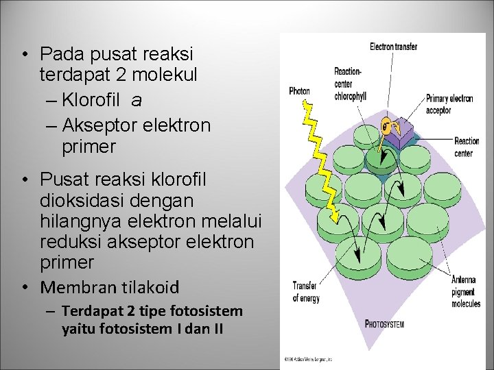  • Pada pusat reaksi terdapat 2 molekul – Klorofil a – Akseptor elektron