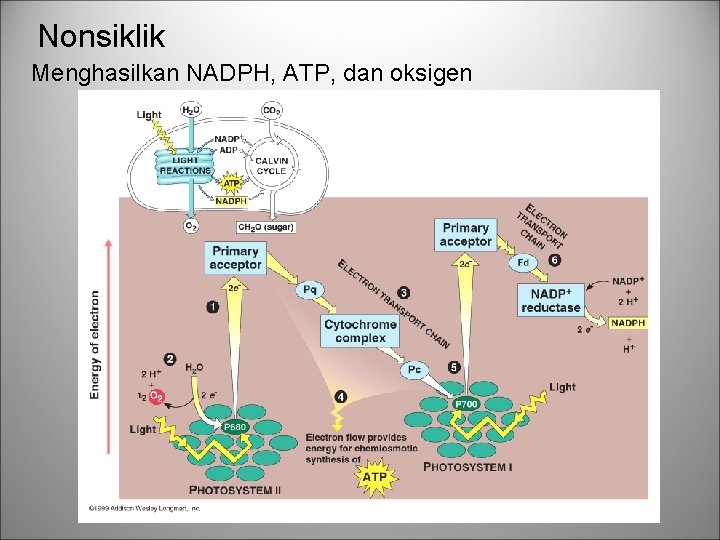Nonsiklik Menghasilkan NADPH, ATP, dan oksigen 