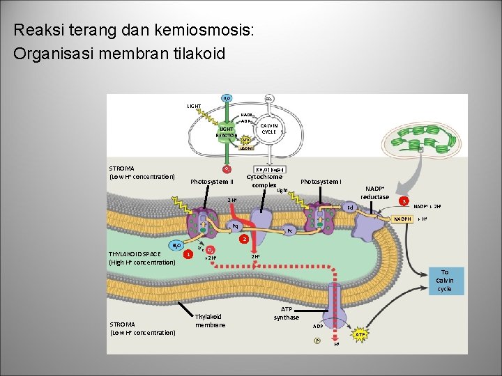 Reaksi terang dan kemiosmosis: Organisasi membran tilakoid H 2 O CO 2 LIGHT NADP+