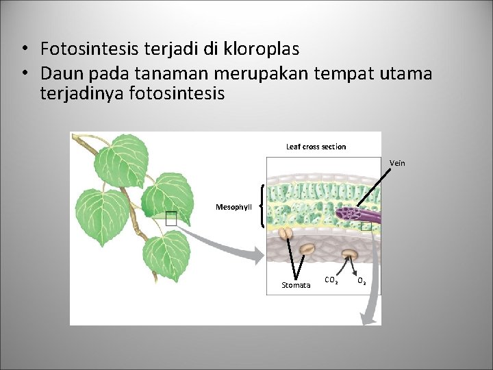  • Fotosintesis terjadi di kloroplas • Daun pada tanaman merupakan tempat utama terjadinya