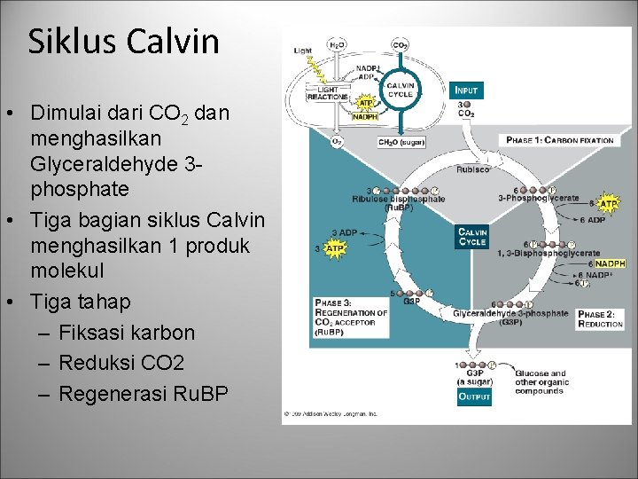 Siklus Calvin • Dimulai dari CO 2 dan menghasilkan Glyceraldehyde 3 phosphate • Tiga