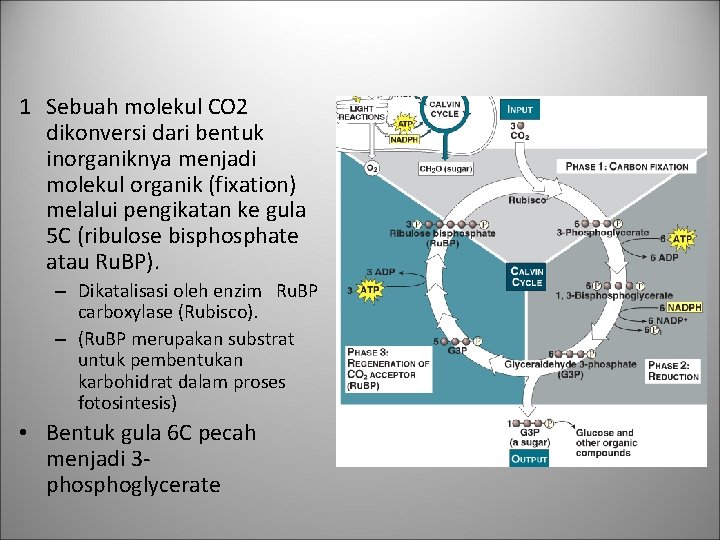 1 Sebuah molekul CO 2 dikonversi dari bentuk inorganiknya menjadi molekul organik (fixation) melalui