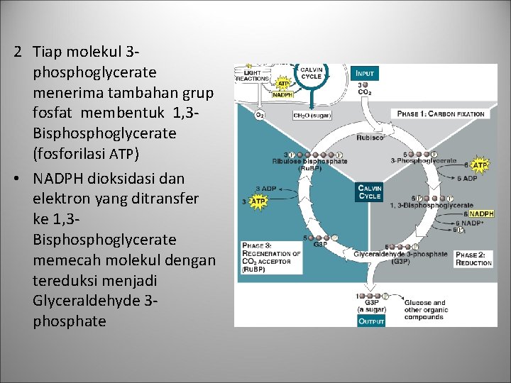 2 Tiap molekul 3 phosphoglycerate menerima tambahan grup fosfat membentuk 1, 3 Bisphoglycerate (fosforilasi