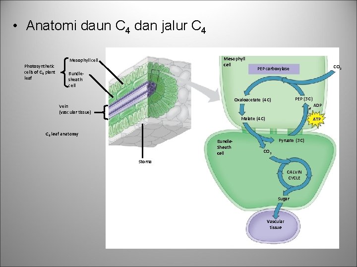  • Anatomi daun C 4 dan jalur C 4 Photosynthetic cells of C