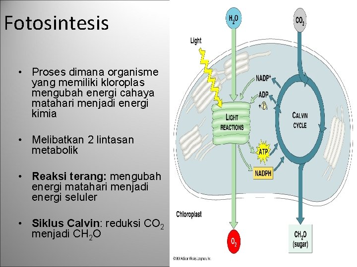 Fotosintesis • Proses dimana organisme yang memiliki kloroplas mengubah energi cahaya matahari menjadi energi