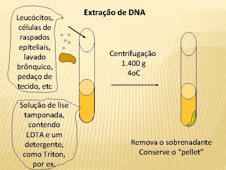 Leucócitos, células de raspados epiteliais, lavado brônquico, pedaço de tecido, etc Solução de lise