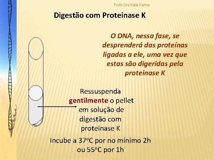 Profa Dra Katia Karina Digestão com Proteinase K O DNA, nessa fase, se desprenderá