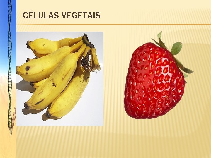 CÉLULAS VEGETAIS 