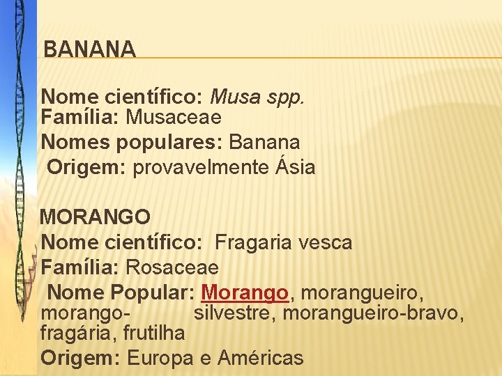 BANANA � Nome científico: Musa spp. Família: Musaceae � Nomes populares: Banana � Origem: