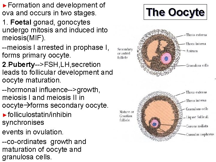 ►Formation and development of ova and occurs in two stages. 1. Foetal gonad, gonocytes