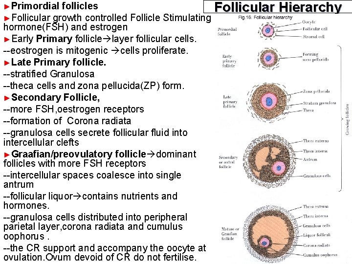 follicles Follicular ►Follicular growth controlled Follicle Stimulating hormone(FSH) and estrogen ►Early Primary follicle layer