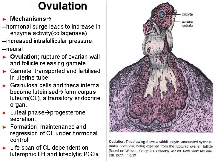 Ovulation Mechanisms --hormonal surge leads to increase in enzyme activity(collagenase) --increased intrafollicular pressure. --neural