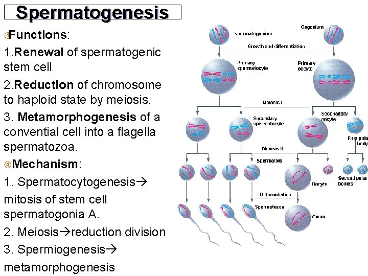 Spermatogenesis Functions: 1. Renewal of spermatogenic stem cell 2. Reduction of chromosome to haploid