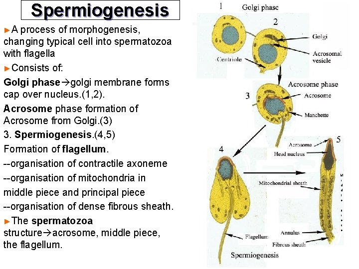 Spermiogenesis ►A process of morphogenesis, changing typical cell into spermatozoa with flagella ►Consists of: