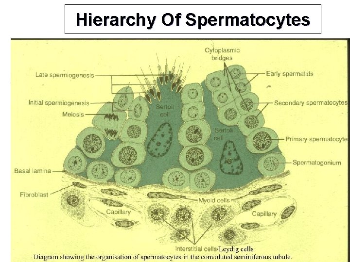 Hierarchy Of Spermatocytes 
