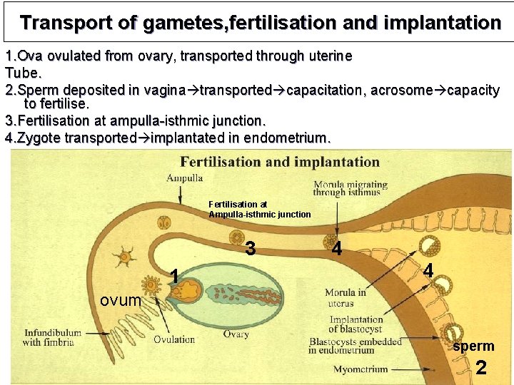 Transport of gametes, fertilisation and implantation 1. Ova ovulated from ovary, transported through uterine