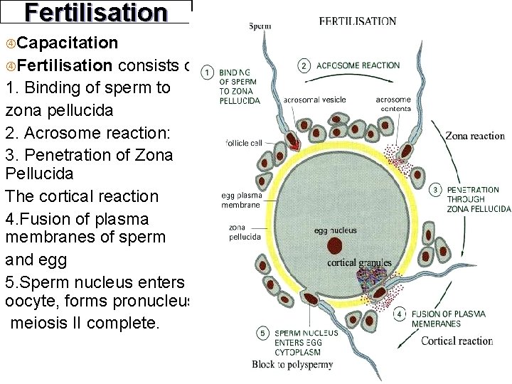 Fertilisation Capacitation Fertilisation consists of: 1. Binding of sperm to zona pellucida 2. Acrosome