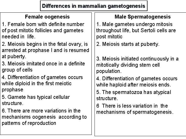 Differences in mammalian gametogenesis Female oogenesis 1. Female born with definite number of post