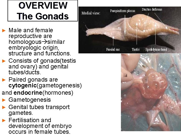 OVERVIEW The Gonads Male and female reproductive are homologous similar embryologic origin, structure and