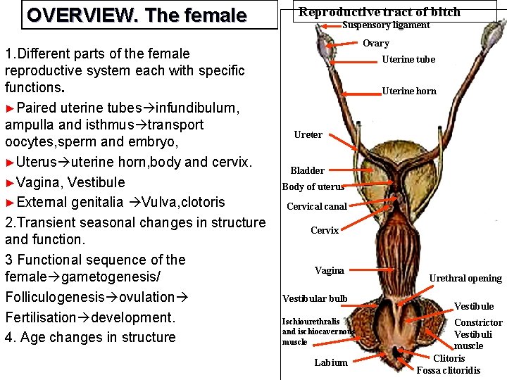 OVERVIEW. The female 1. Different parts of the female reproductive system each with specific